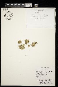 Ramalina americana image