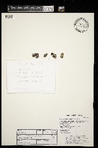 Physconia leucoleiptes image