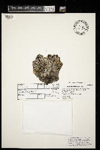 Physconia detersa image