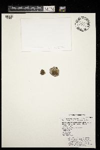 Media resource of Melanelia olivacea