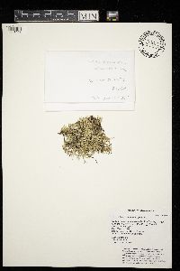 Evernia mesomorpha image