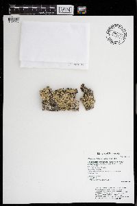 Flavopunctelia flaventior image