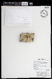 Flavoparmelia caperata image