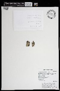 Hypogymnia physodes image