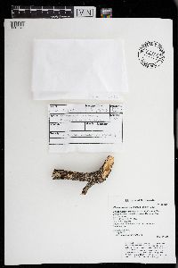 Phaeophyscia pusilloides image