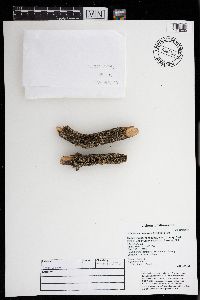 Cladonia coniocraea image