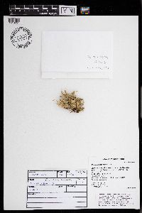 Ramalina sinensis image