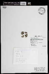 Physcia millegrana image