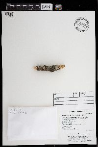 Physcia aipolia image