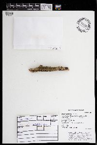 Punctelia subflava image