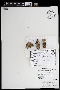 Flavopunctelia flaventior image