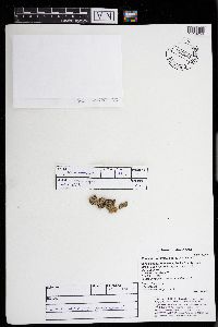 Punctelia graminicola image