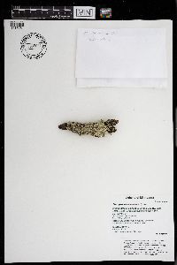 Flavoparmelia caperata image