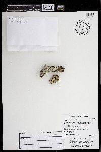 Physcia americana image