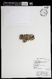 Parmelia sulcata image