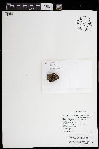 Phaeophyscia rubropulchra image