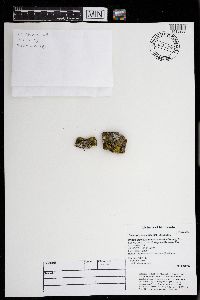 Phaeophyscia adiastola image