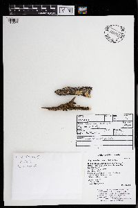 Physconia leucoleiptes image