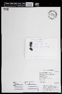 Physcia adscendens image