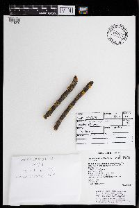 Xanthomendoza fulva image