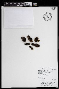 Collema furfuraceum image