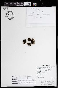 Enchylium conglomeratum image