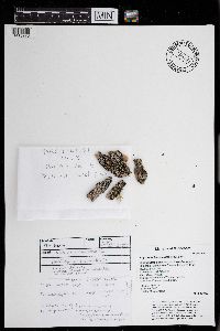 Physconia leucoleiptes image