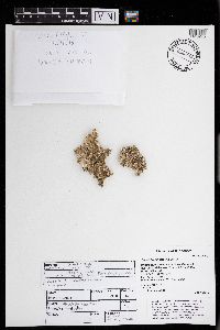 Punctelia subflava image