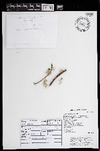 Usnea subfloridana image