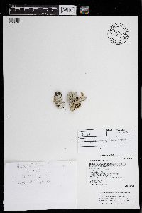 Parmelia sulcata image