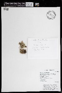 Evernia mesomorpha image