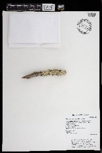 Flavoparmelia caperata image