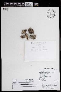 Parmelia squarrosa image