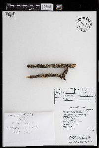 Melanohalea exasperatula image