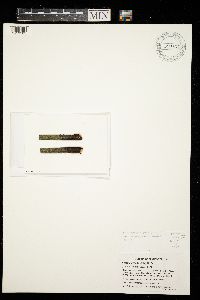 Lecania cyrtella image