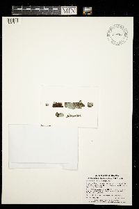 Lecanora appalachensis image