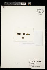 Rinodina populicola image