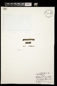 Lecania cyrtella image