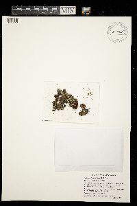 Peltigera lepidophora image