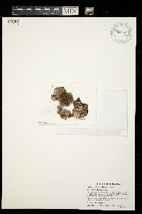 Peltigera rufescens image