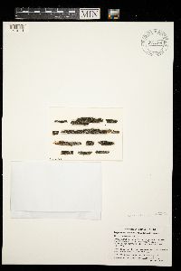 Trapeliopsis flexuosa image