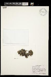 Cladonia magyarica image