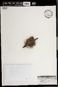 Evernia prunastri image