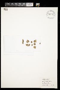 Arthonia cinnabarina image