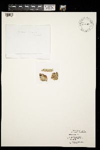 Arthonia pinastri image