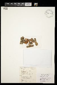 Buellia erubescens image