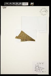 Calopadia puiggarii image