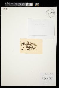 Lecanora albella image