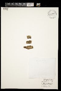 Opegrapha viridis image