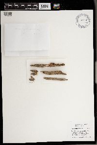 Strangospora moriformis image